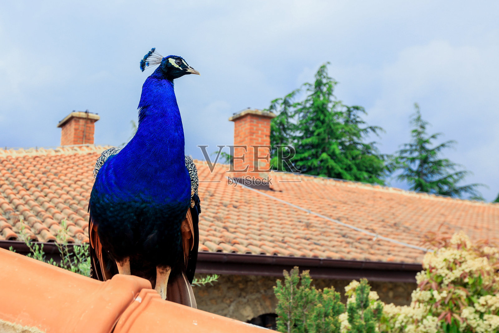一只色彩斑斓的孔雀栖息在屋顶上,周围是宁静的花园环境,天空多云。照片摄影图片