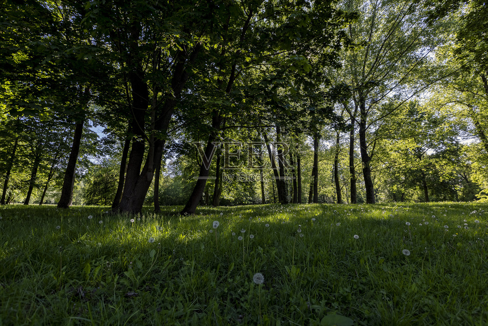 春天的树木与绿草和白色蓬松的蒲公英照片摄影图片
