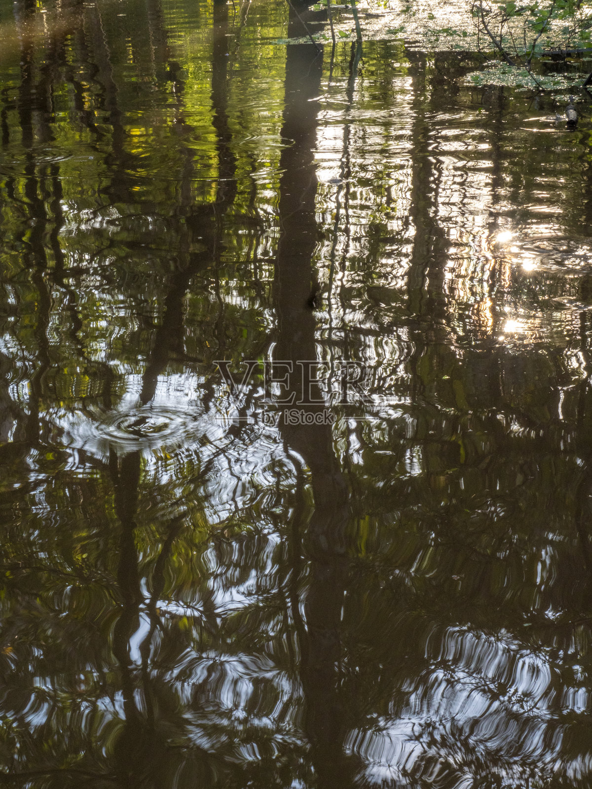 热带树木矗立在亚马逊河的水中,倒映在水面上。照片摄影图片