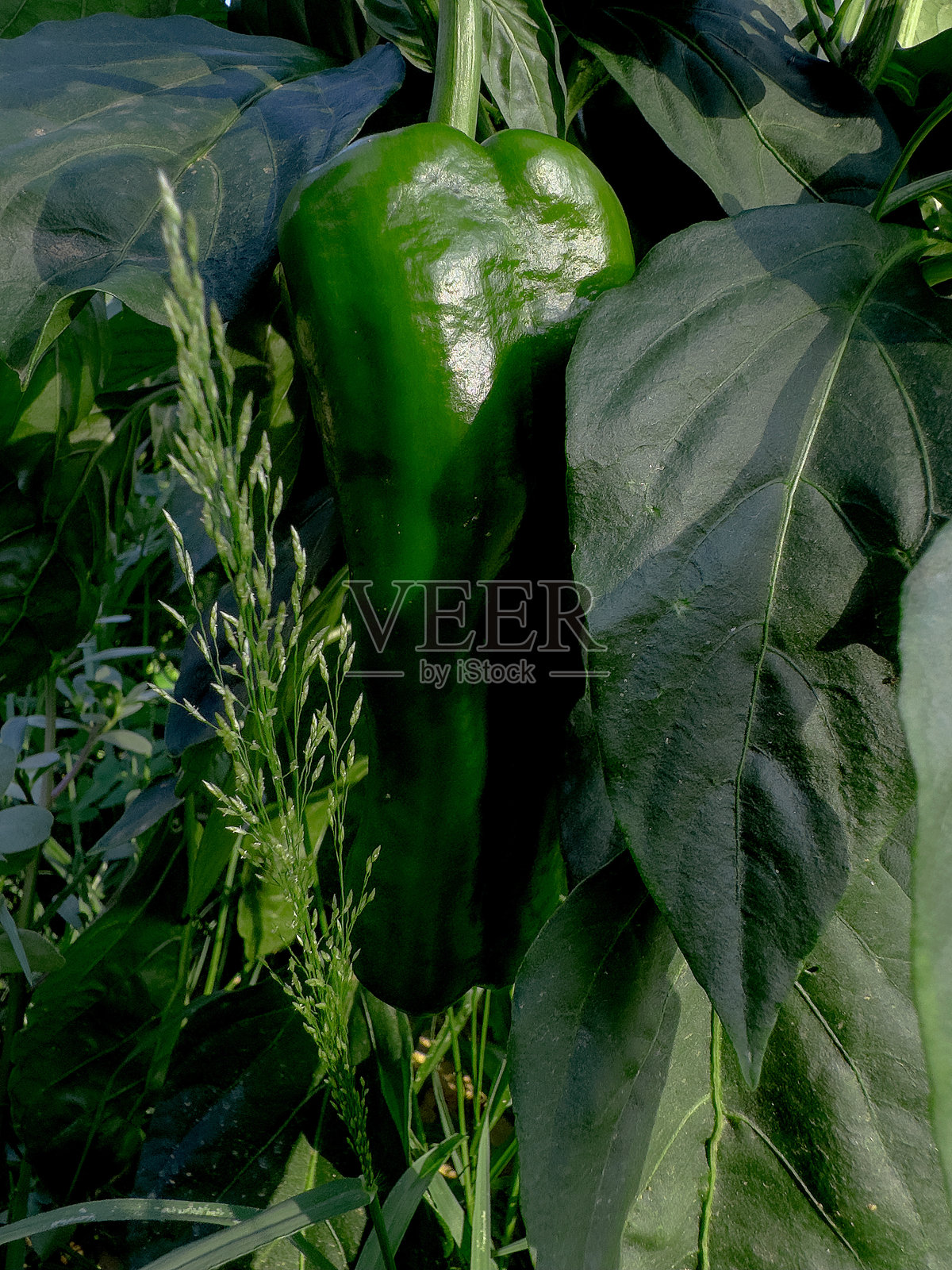 绿色辣椒被叶子环绕。照片摄影图片