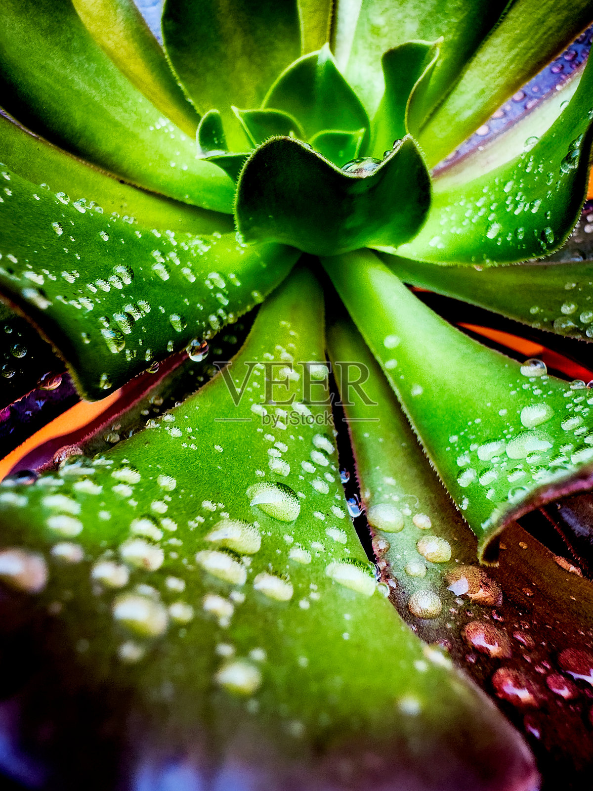 多肉植物水滴特写摄影新鲜叶子自然美丽露珠绿色多肉植物植物细节植物纹理花园场景照片摄影图片
