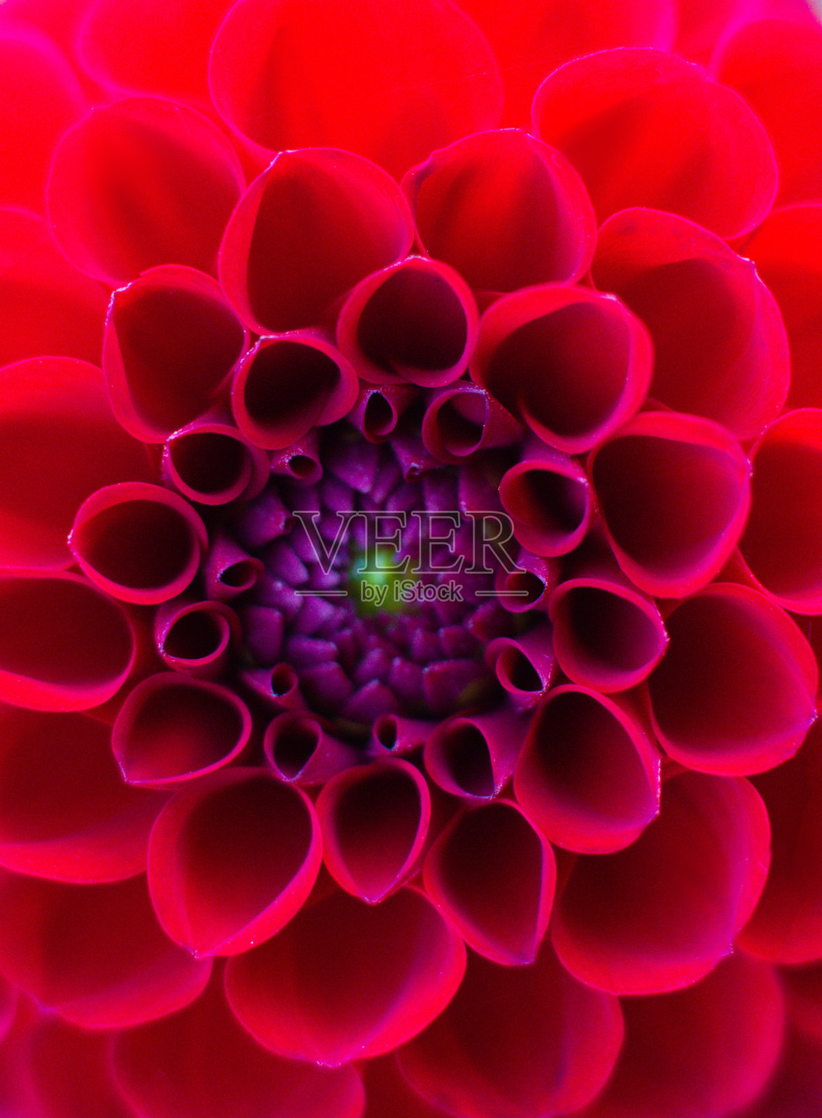 花园中美丽大丽花的特写镜头照片摄影图片