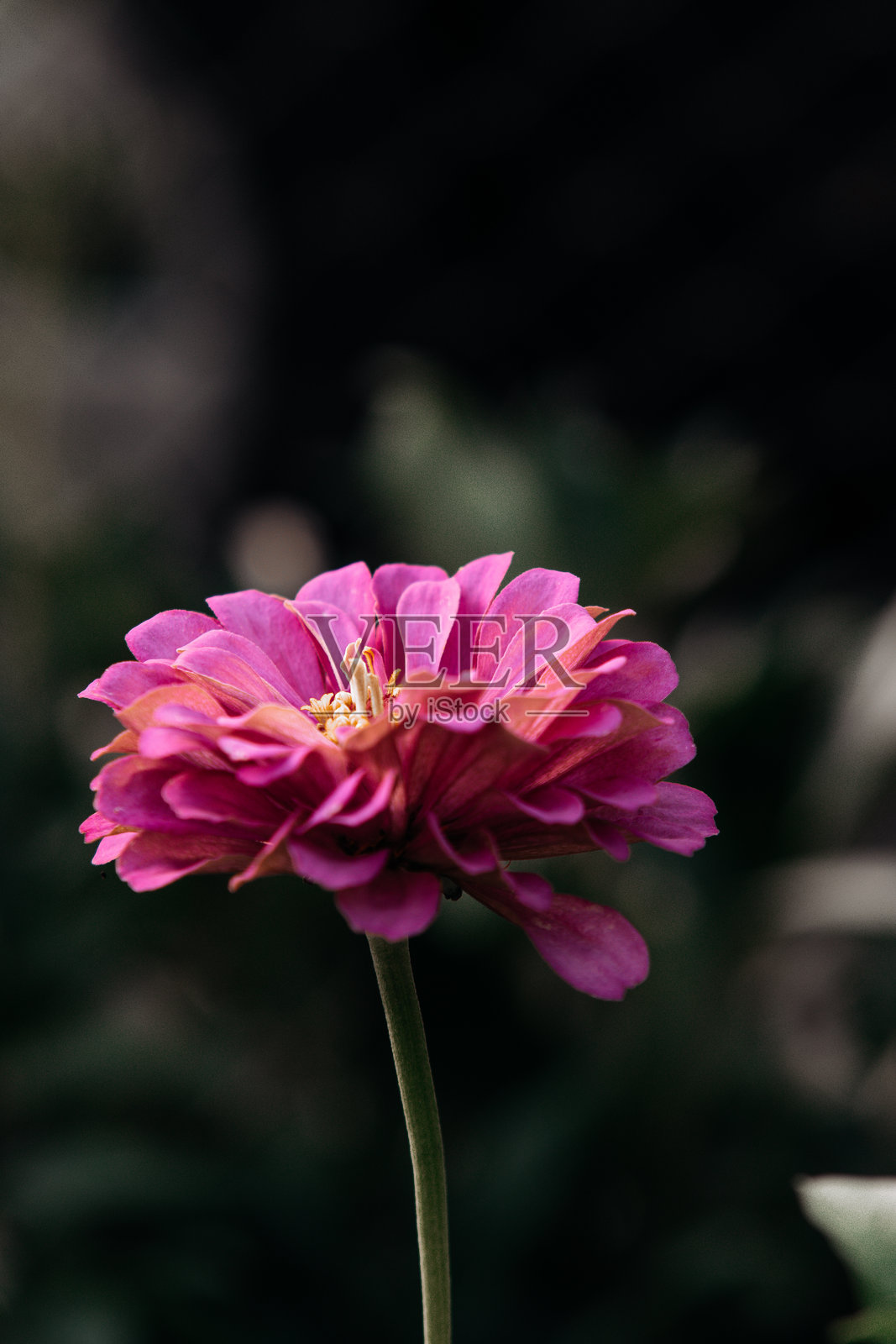 绿色背景上的粉色装饰花蕾照片摄影图片