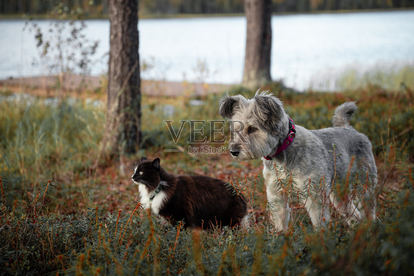 狗和猫在秋天的森林里一起站着,成为最好的朋友。照片摄影图片