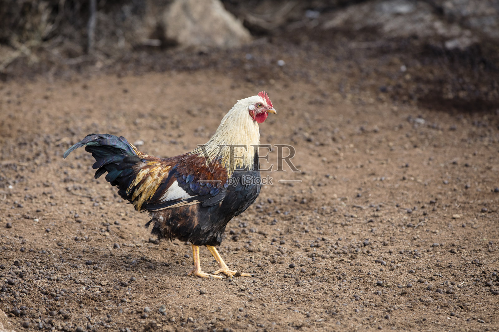 消失的生活方式 南非:纳马夸兰的库存帖子照片摄影图片