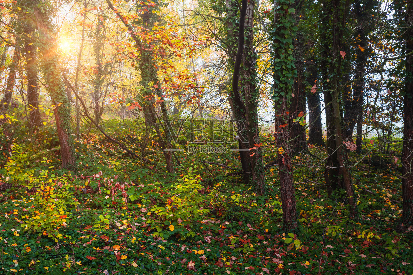 晨雾中的秋叶树干被常春藤覆盖,日出时的捷克风景背景。照片摄影图片