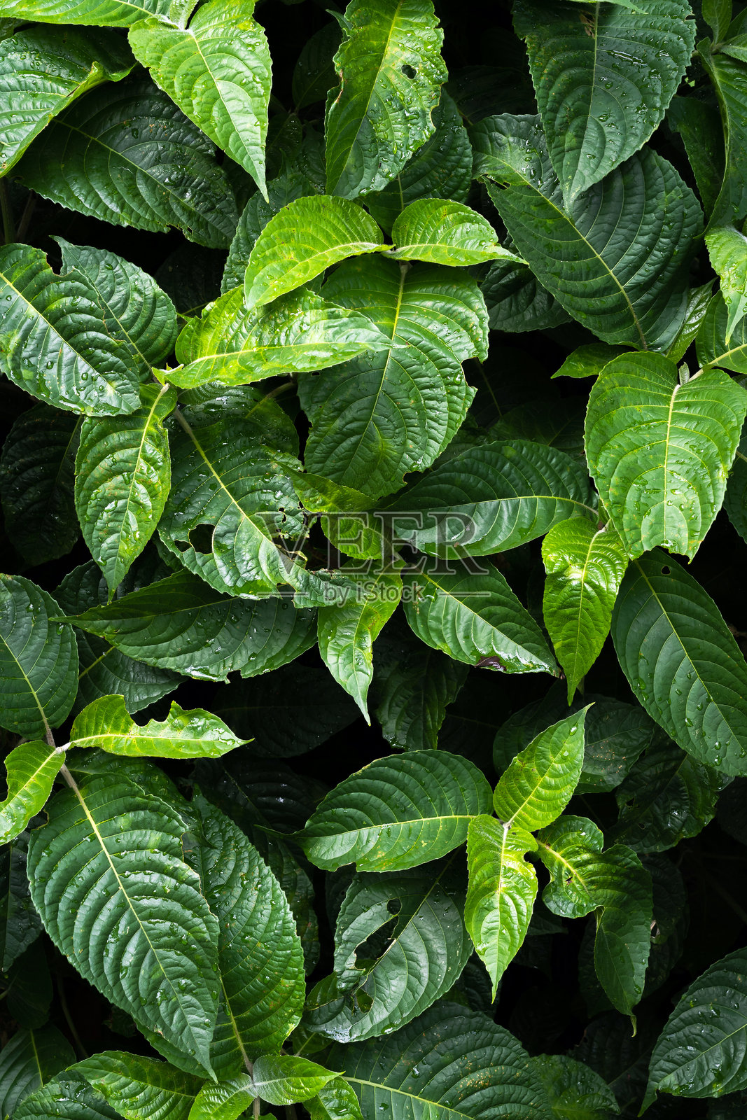 菲洛德伦光辉植物的特写叶子,明亮的户外植物,热带花园。柔和模糊的热带森林背景。照片摄影图片