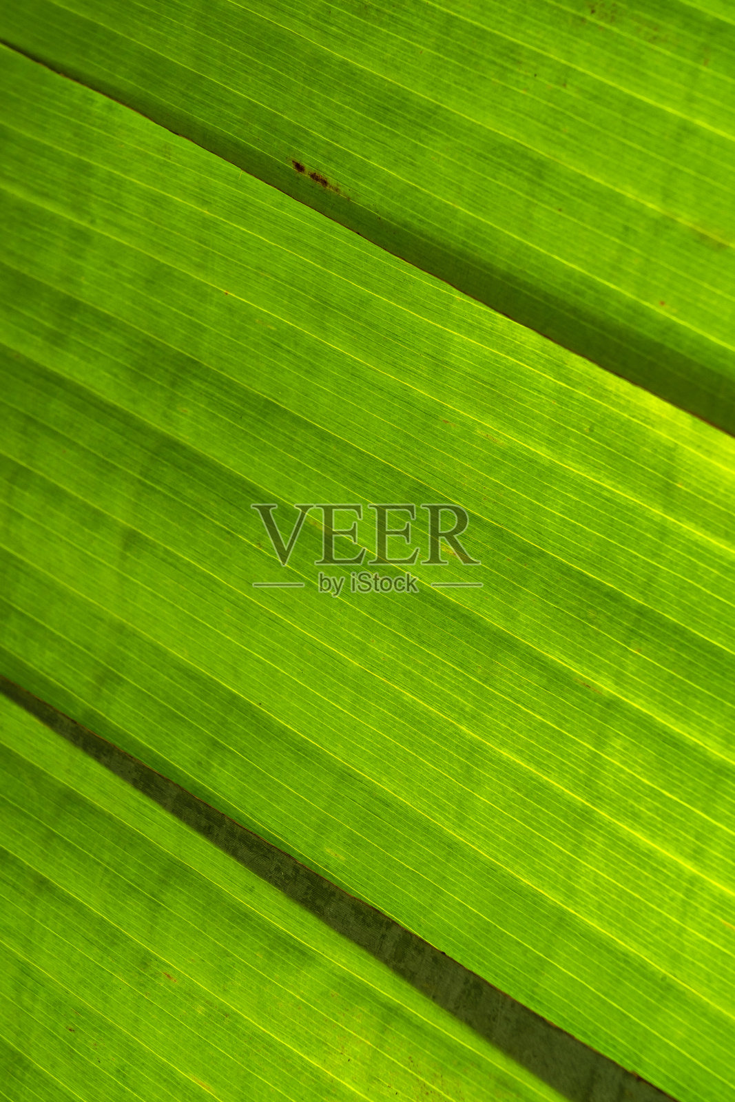 菲洛德伦光辉植物的特写叶子,明亮的户外植物,热带花园。柔和模糊的热带森林背景。照片摄影图片