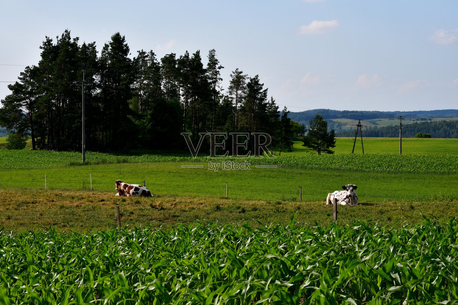 一群牛和公牛在广阔的田野、草地或牧场上觅食、卧躺和行走,旁边是一个村庄、森林、沼泽和耕地。照片摄影图片