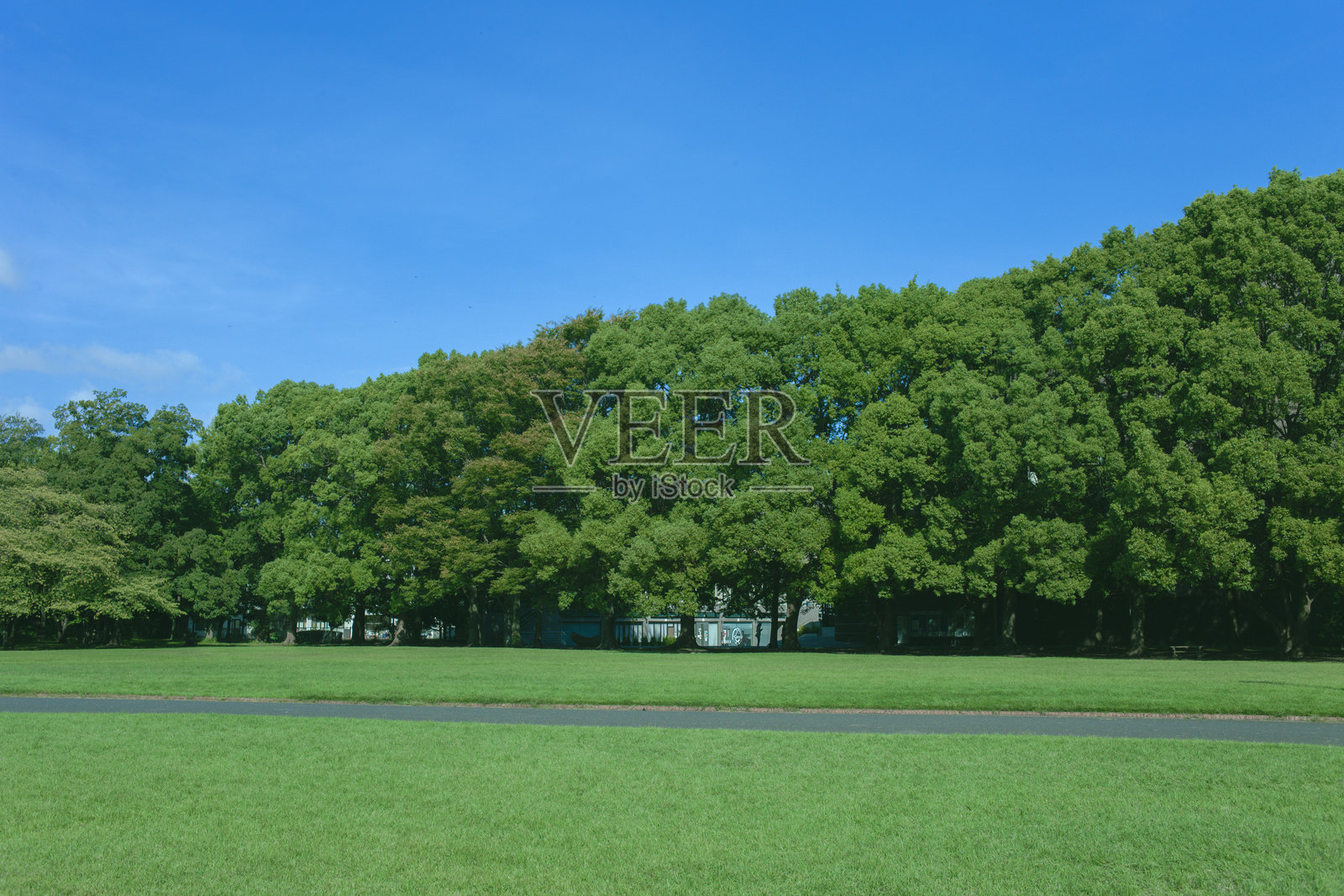 绿色公园照片摄影图片