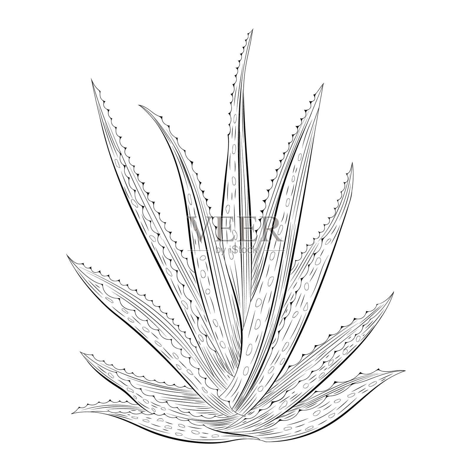 手绘芦荟植物轮廓矢量插图,白色背景上的植物素描插画图片素材