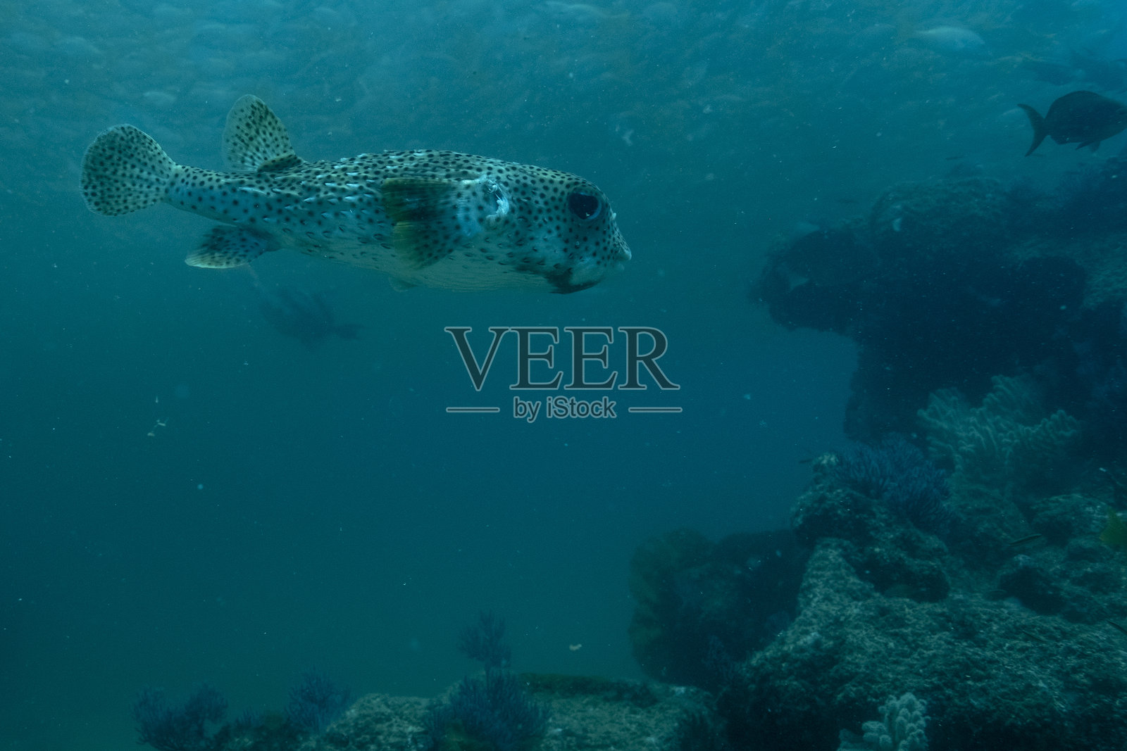 墨西哥下加利福尼亚半岛的河豚照片摄影图片