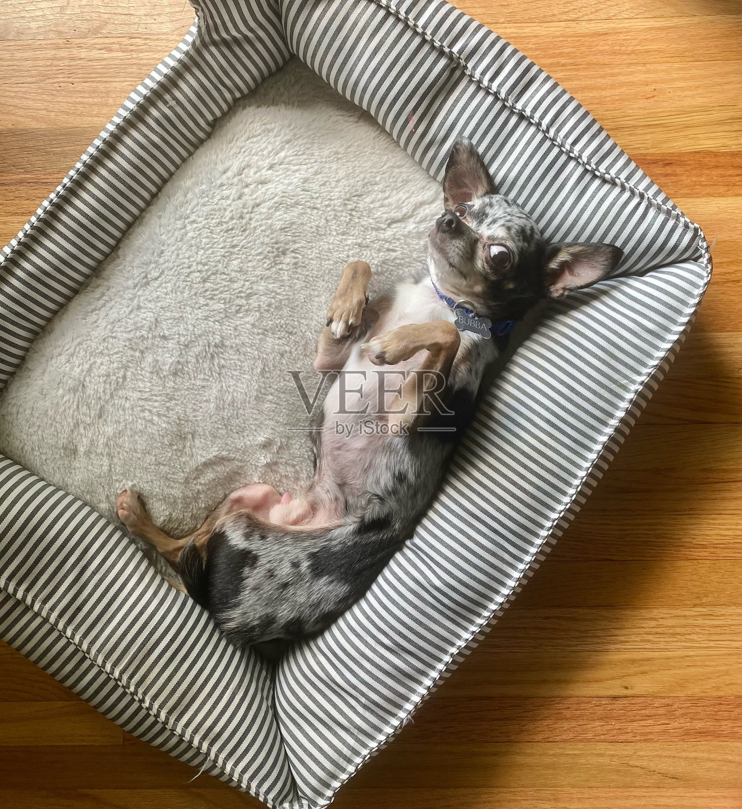 放松的吉娃娃在舒适的狗床上照片摄影图片