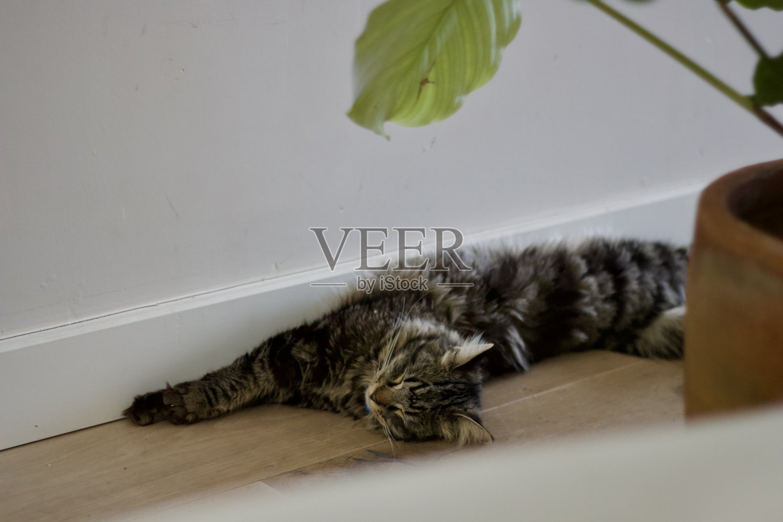 灰色虎斑小猫照片摄影图片