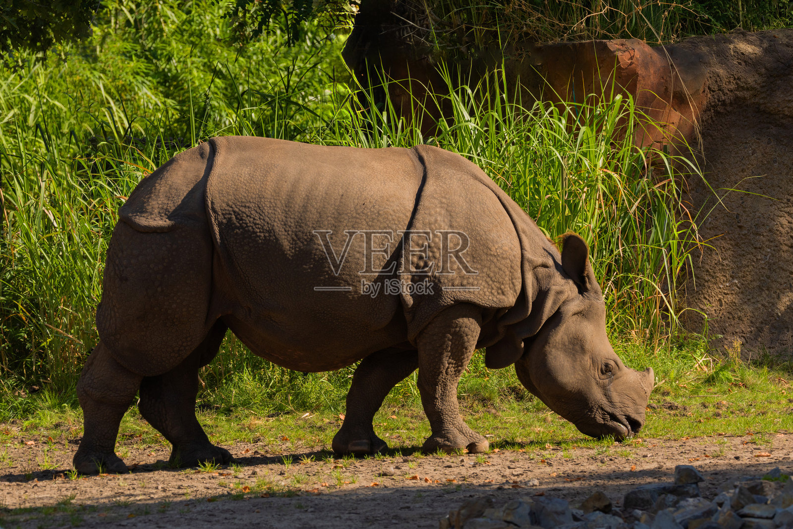 阳光明媚的日子里,一只成年犀牛的肖像,采用选择性对焦。照片摄影图片