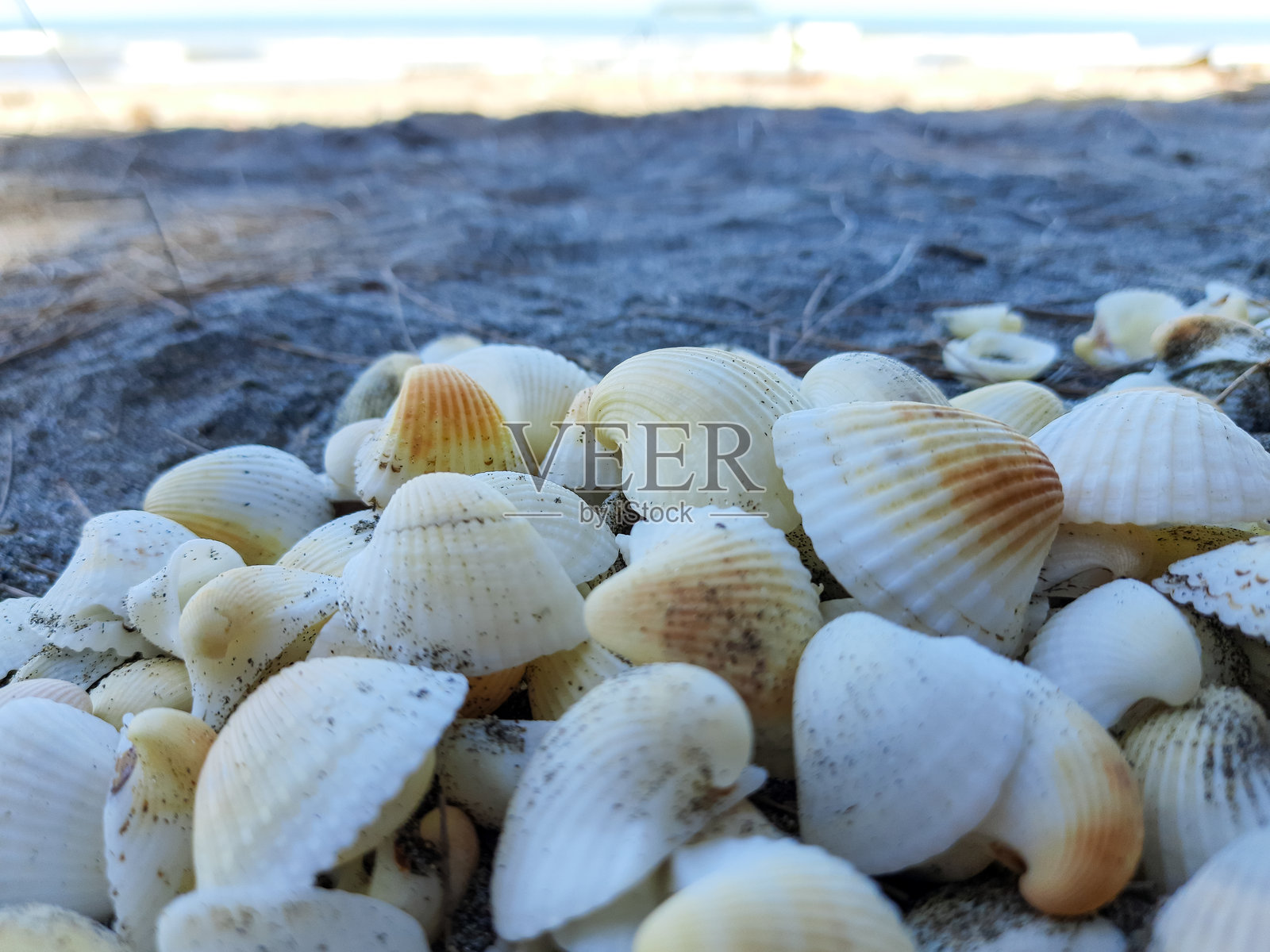 沙滩上贝壳的特写照片摄影图片