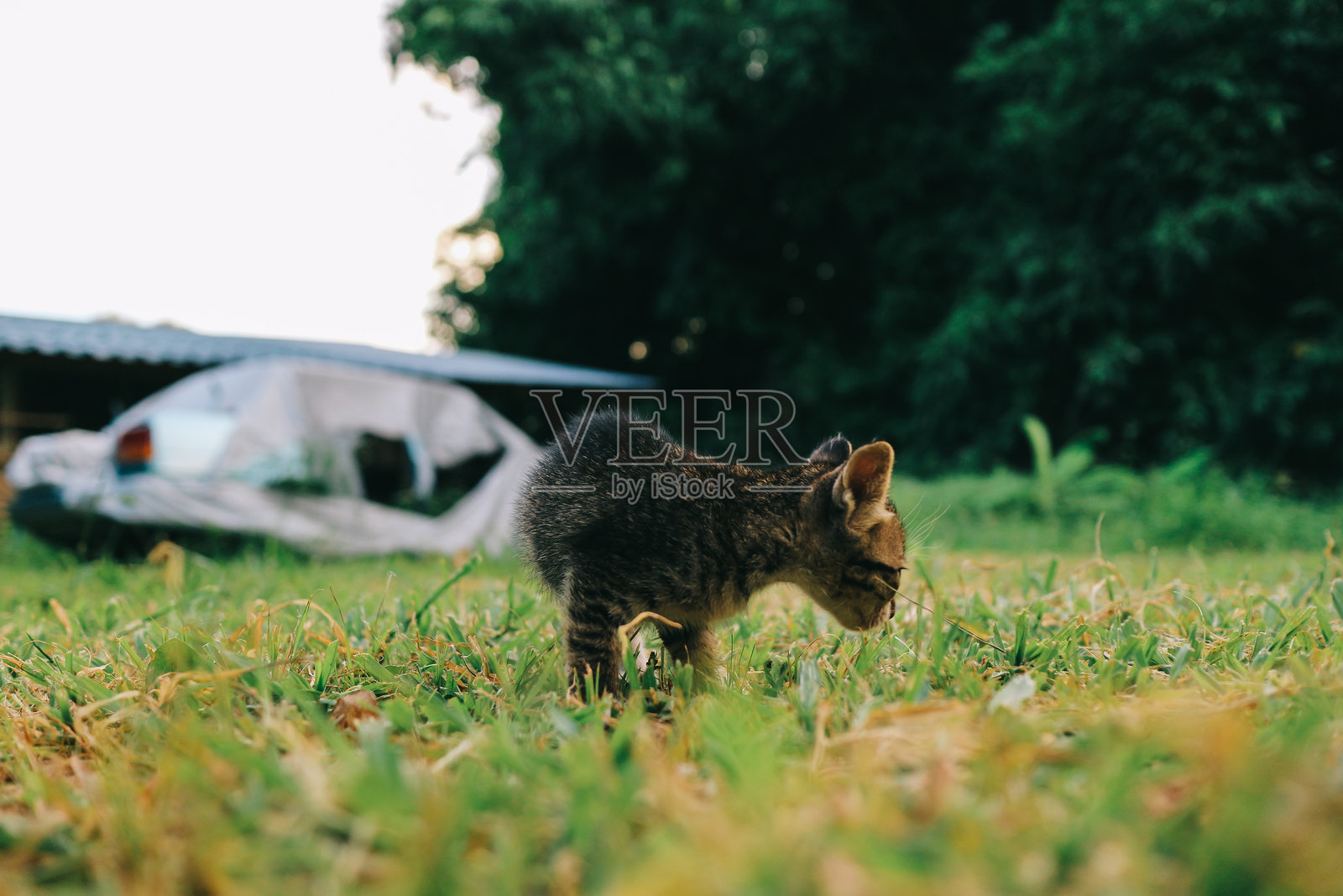 小猫在玩耍照片摄影图片