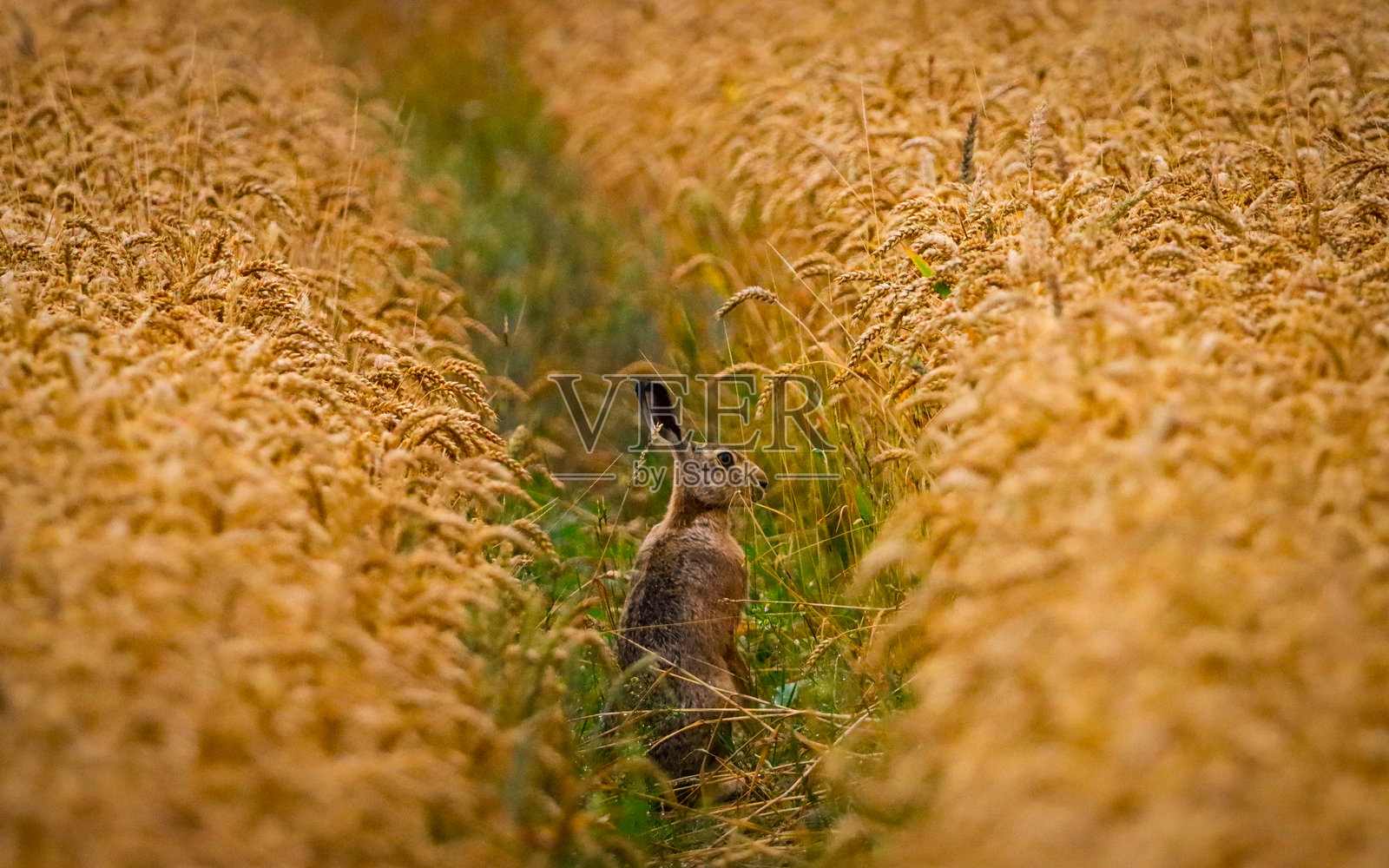 玉米地里的野兔照片摄影图片