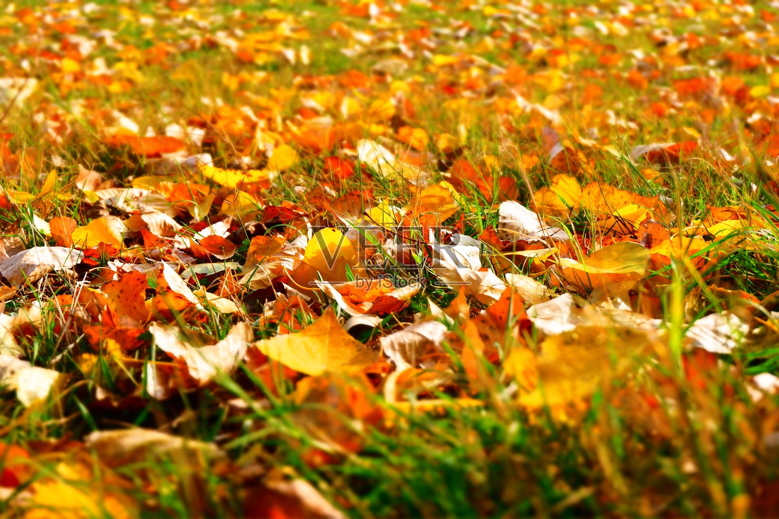 落下的白杨树叶照片摄影图片