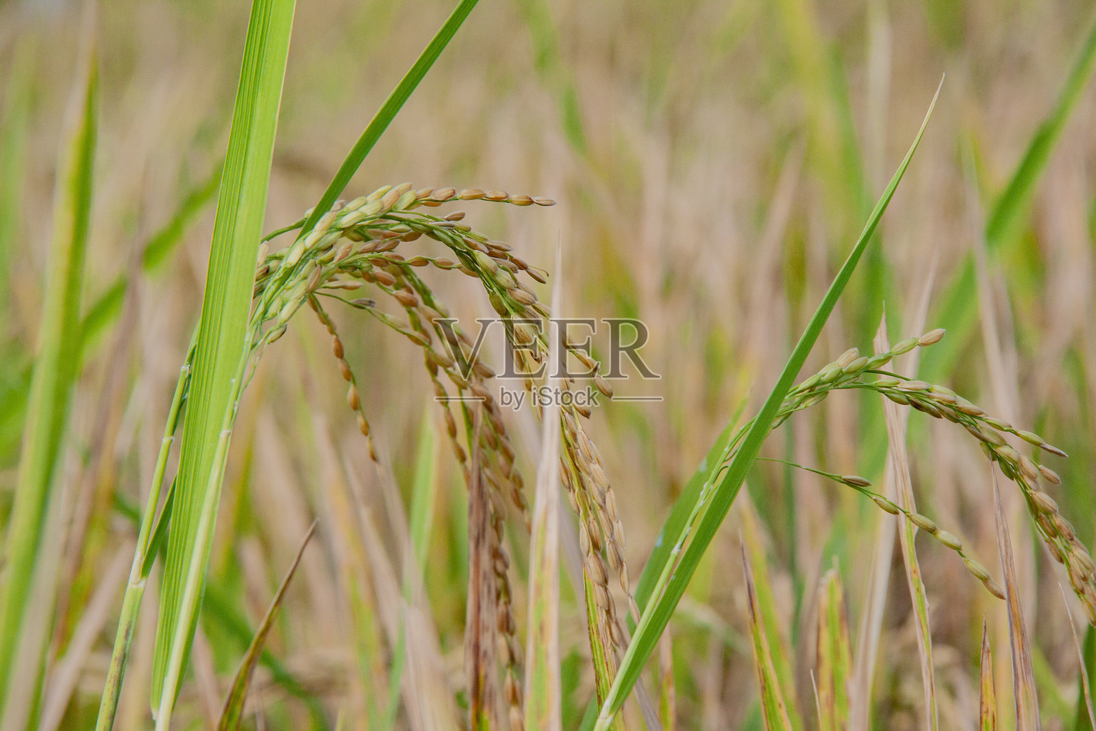 稻秆照片摄影图片