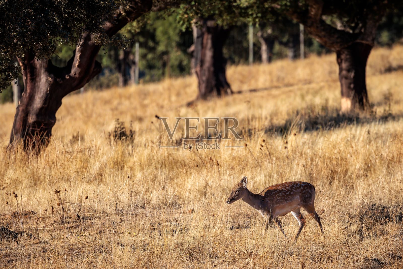 干燥草地上的鹿。照片摄影图片
