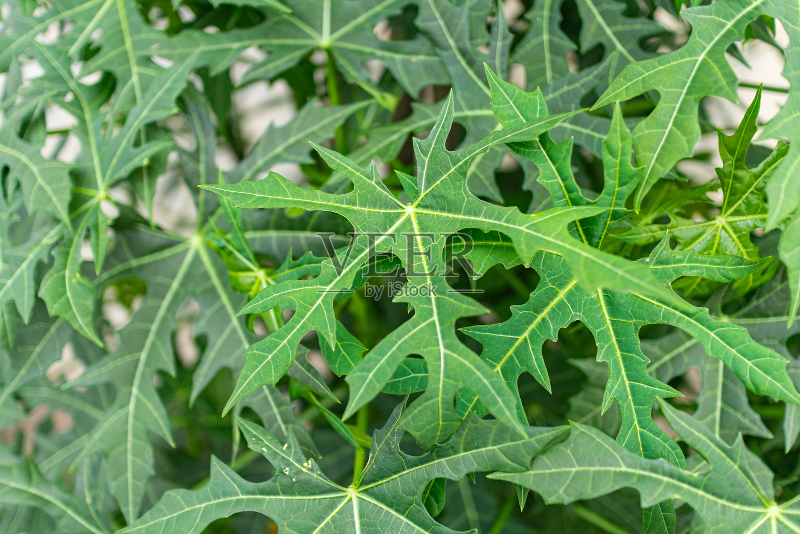 详细的木瓜叶特写照片摄影图片