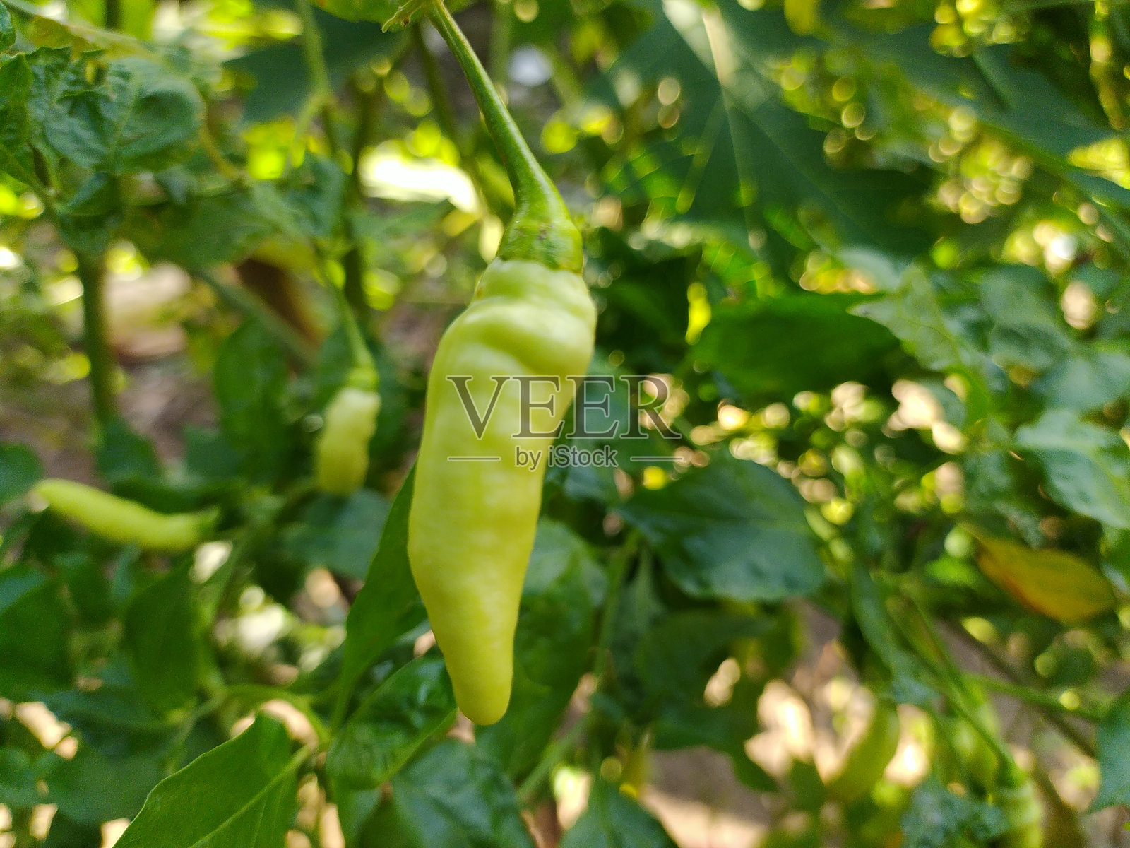 花园中生长的绿色辣椒特写照片摄影图片