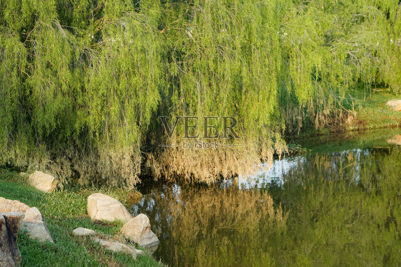 垂柳树照片摄影图片
