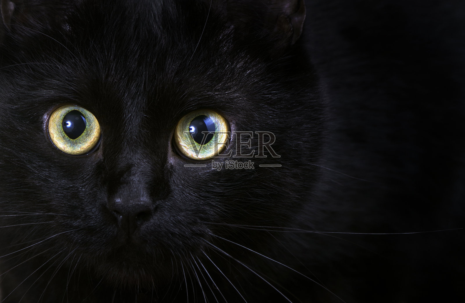 孟买猫。黑猫的特写肖像。猫在跳跃前的神态。选择性对焦。留白空间。照片摄影图片