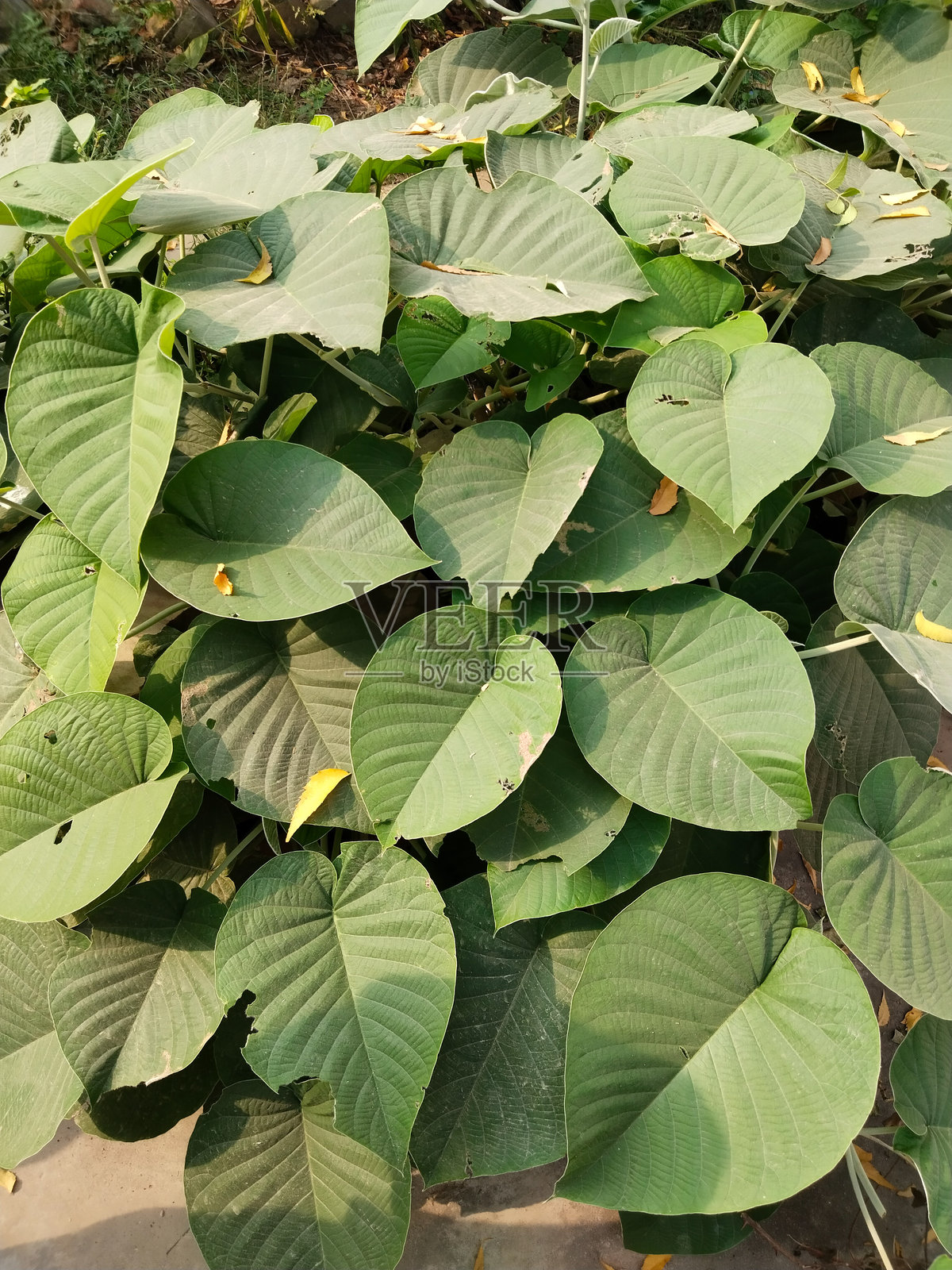 阿尔吉雷亚神经草绿色叶子背景和纹理特写,适合室内设计壁纸。大象植物叶子。巨大的叶子。照片摄影图片