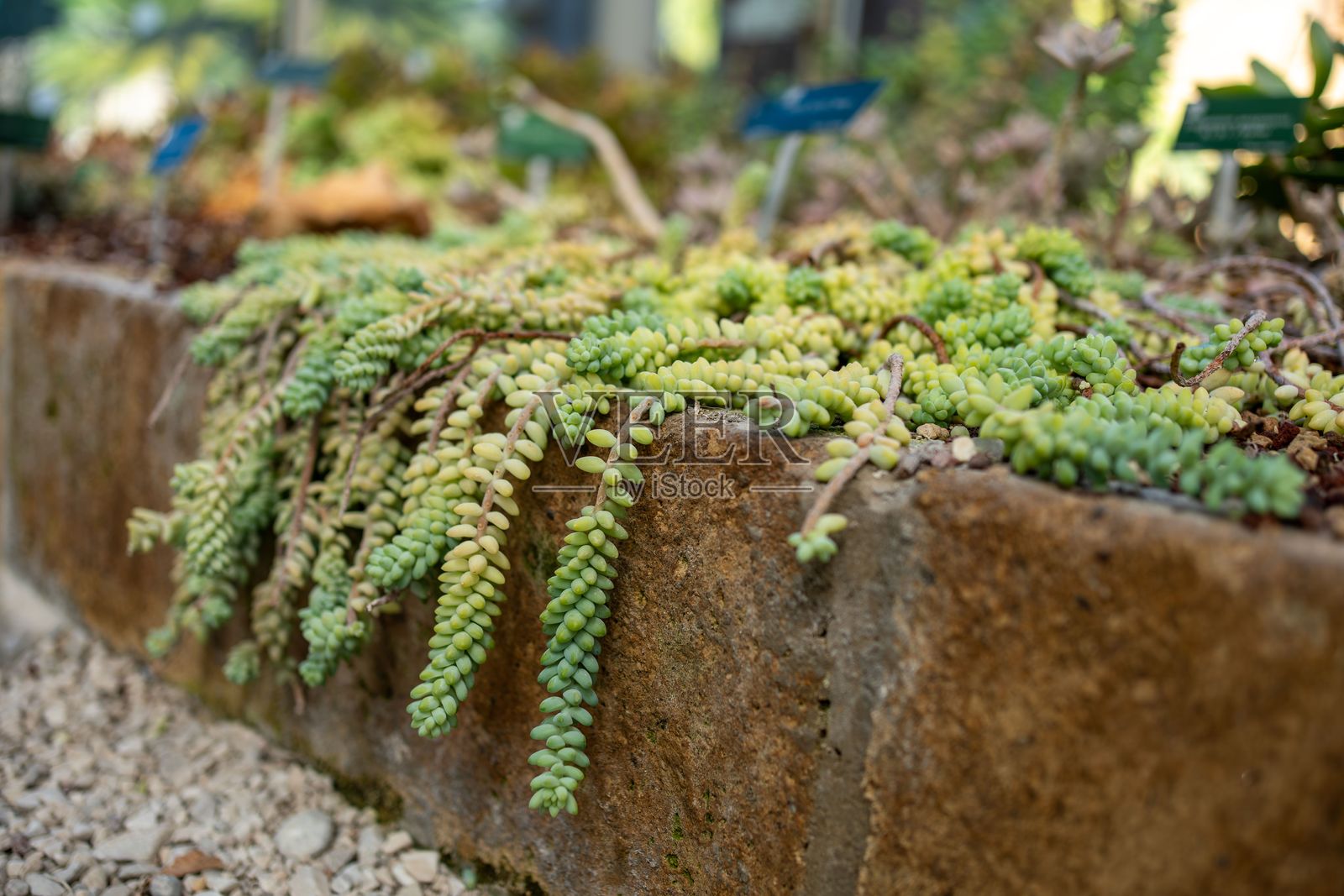 植物可能小而坚韧,根系深入鹅卵石的缝隙中。照片摄影图片