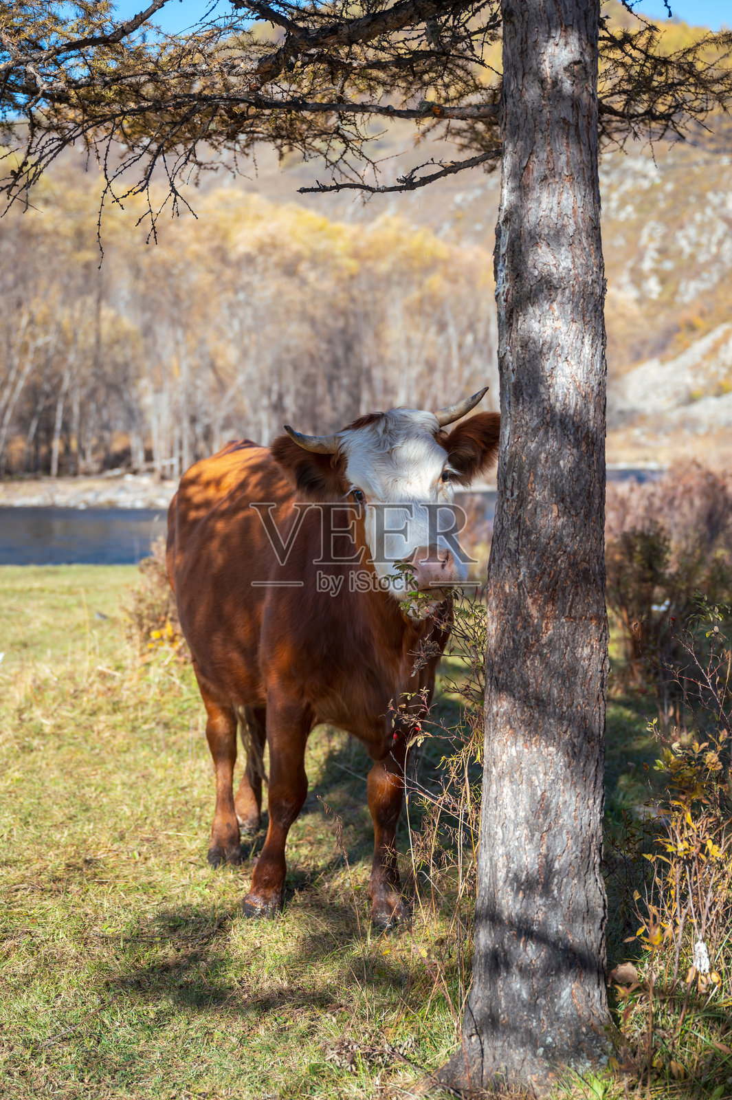 农场上的牛照片摄影图片