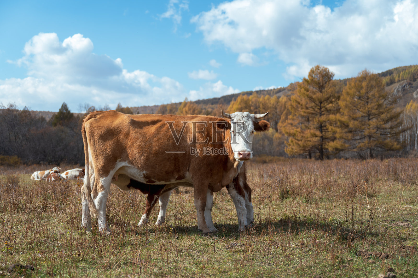 农场上的牛照片摄影图片