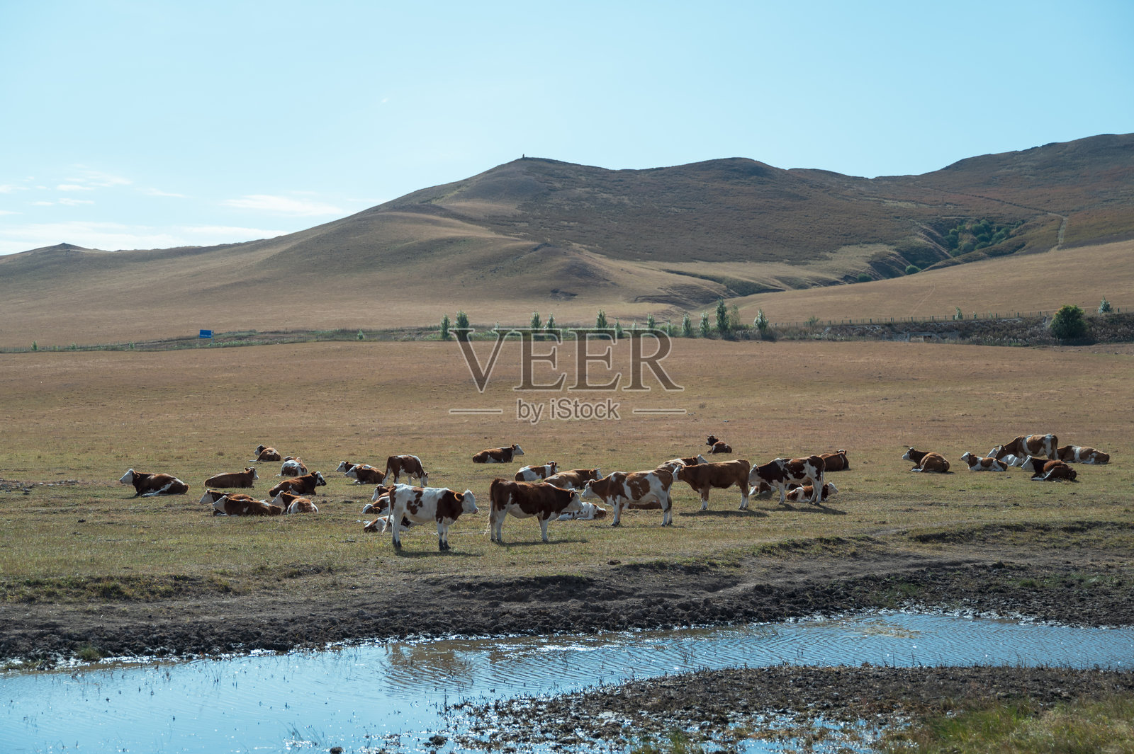 草原上的牛群照片摄影图片