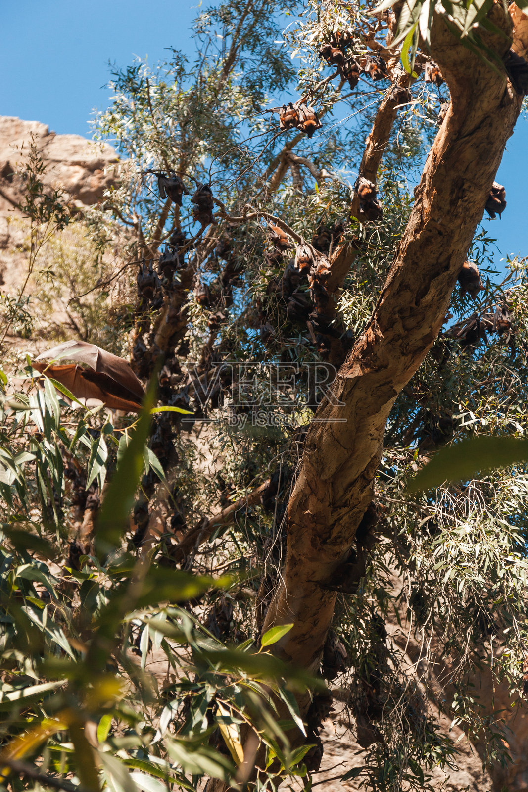 探索西澳大利亚吉布河路沿线独特的植物群照片摄影图片