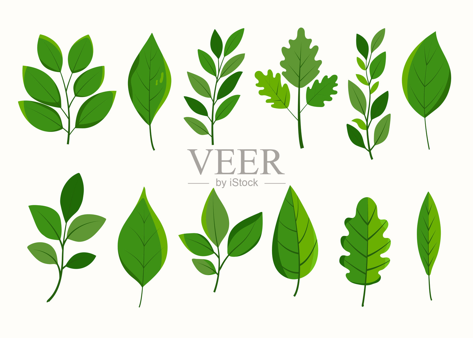 各种类型的绿色叶子集合插画图片素材