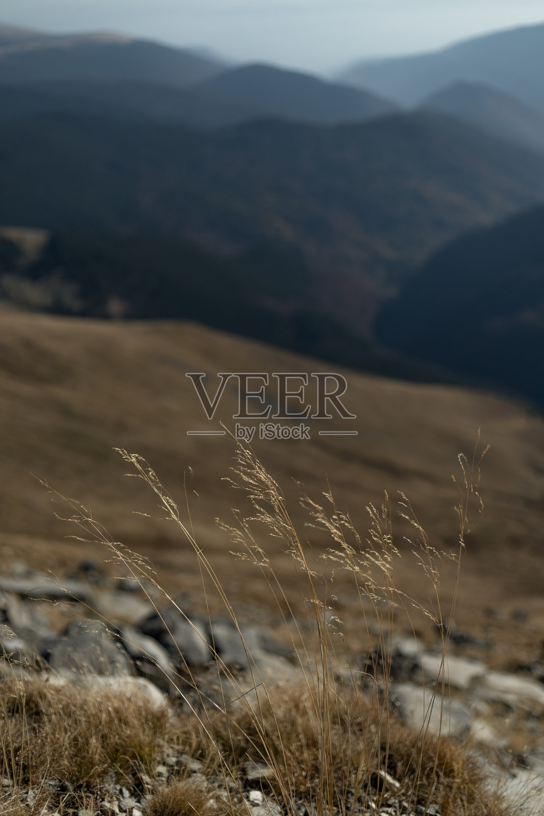 山间微风中的草丛照片摄影图片