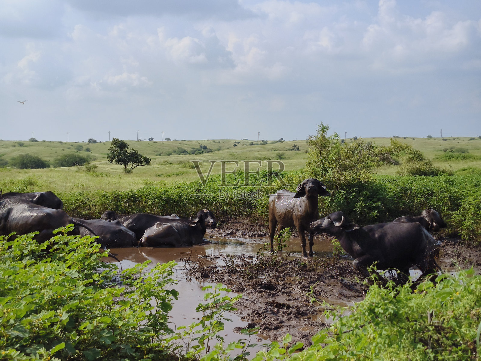 印度水牛在水中照片摄影图片
