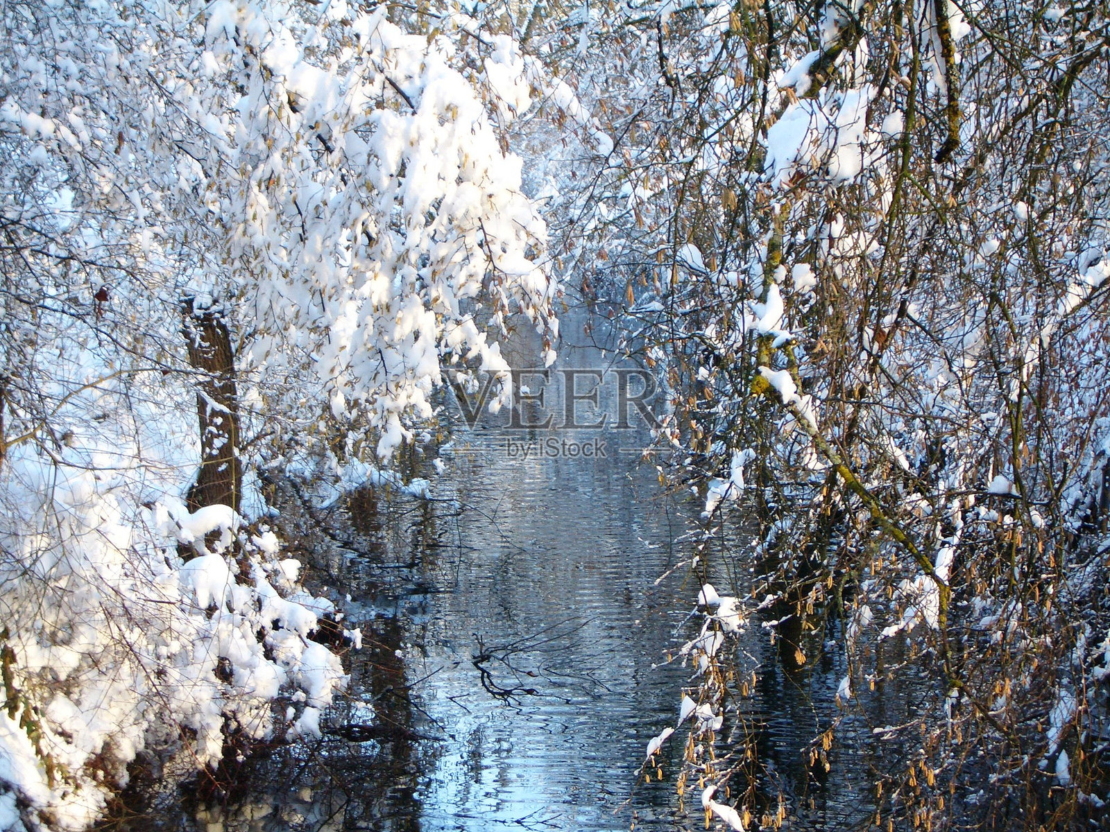 瑞士乌斯特。雪中的树枝和雪景。照片摄影图片
