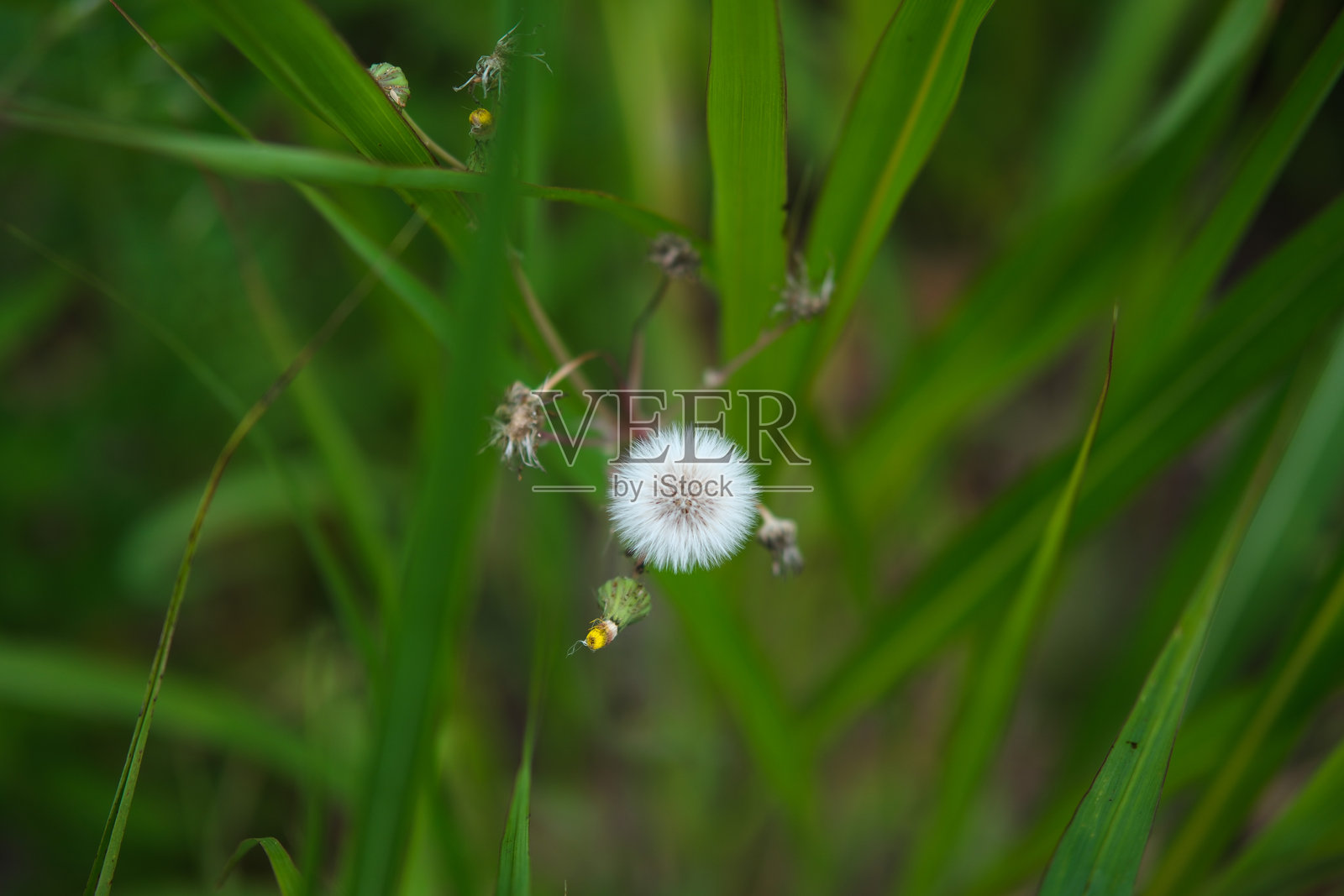 蒲公英照片摄影图片