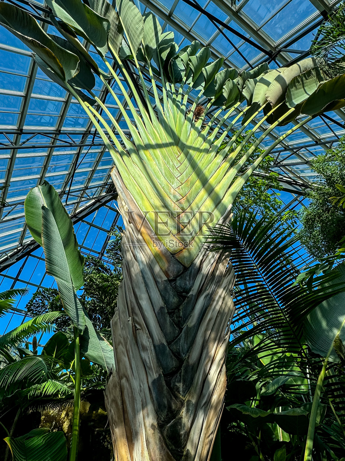 埃德蒙顿公共植物园中的热带植物照片摄影图片