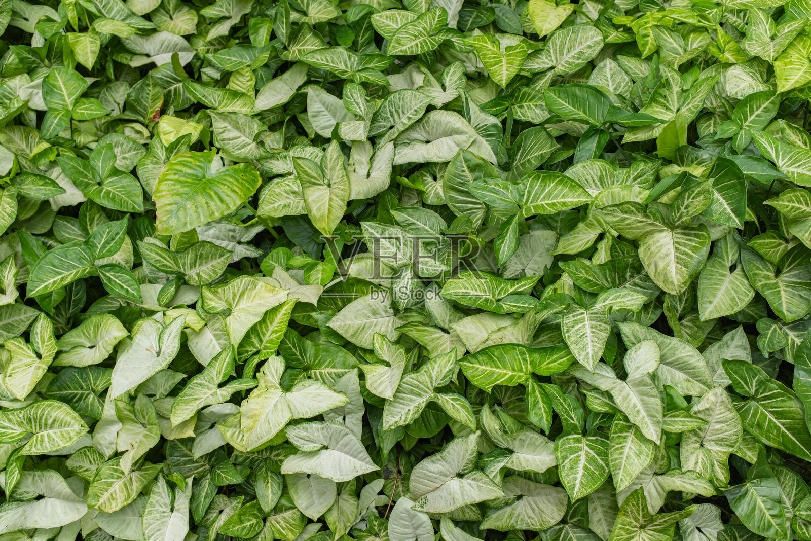 心叶藤(Syngonium podophyllum)照片摄影图片