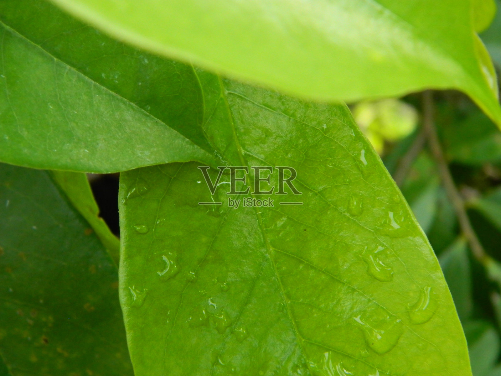 热带地区的绿色叶子背景照片摄影图片