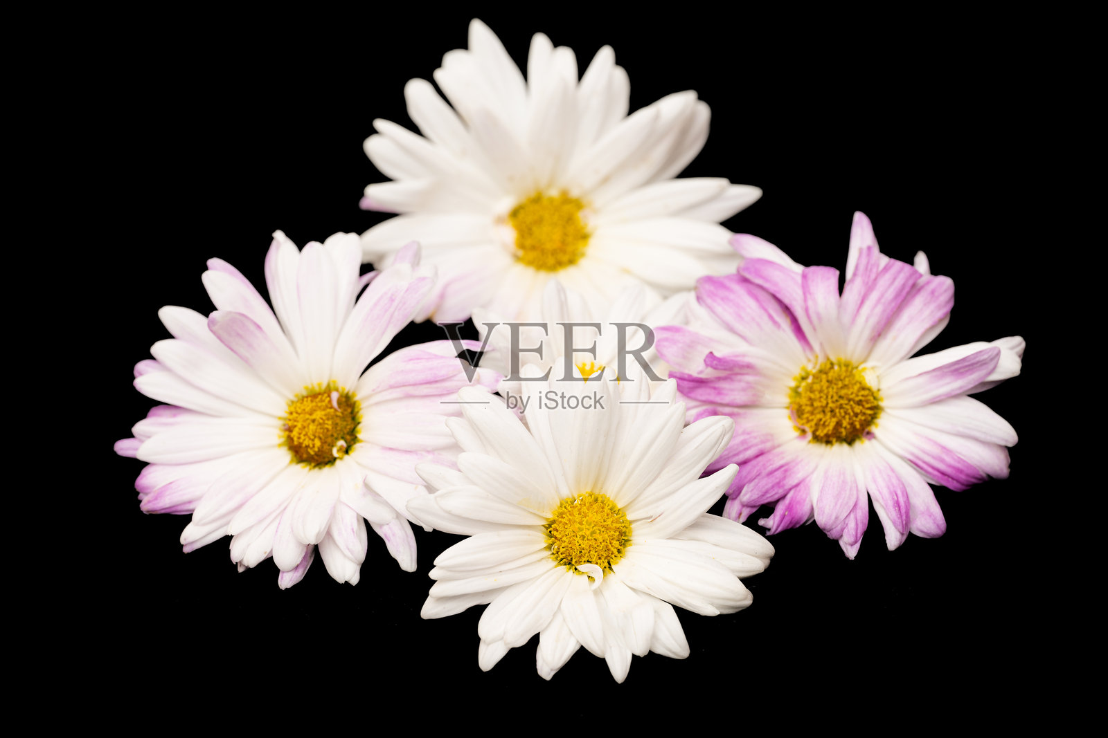 菊花照片摄影图片