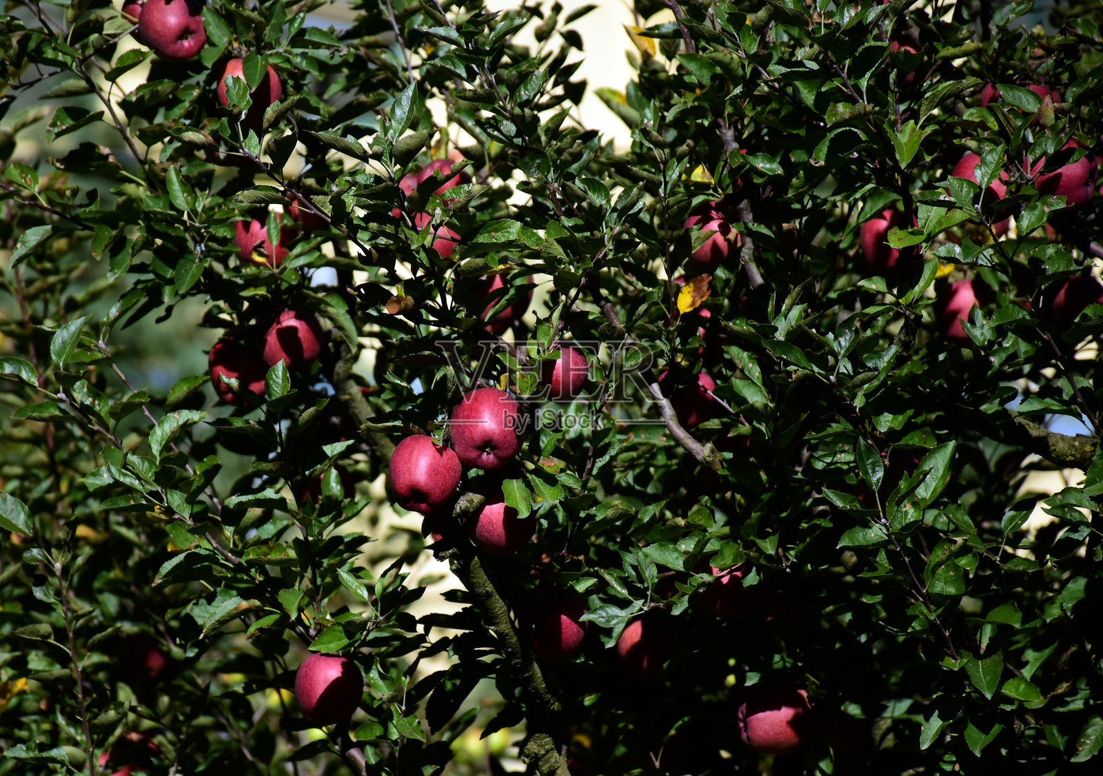 乌塔拉坎德盛开的苹果树。照片摄影图片
