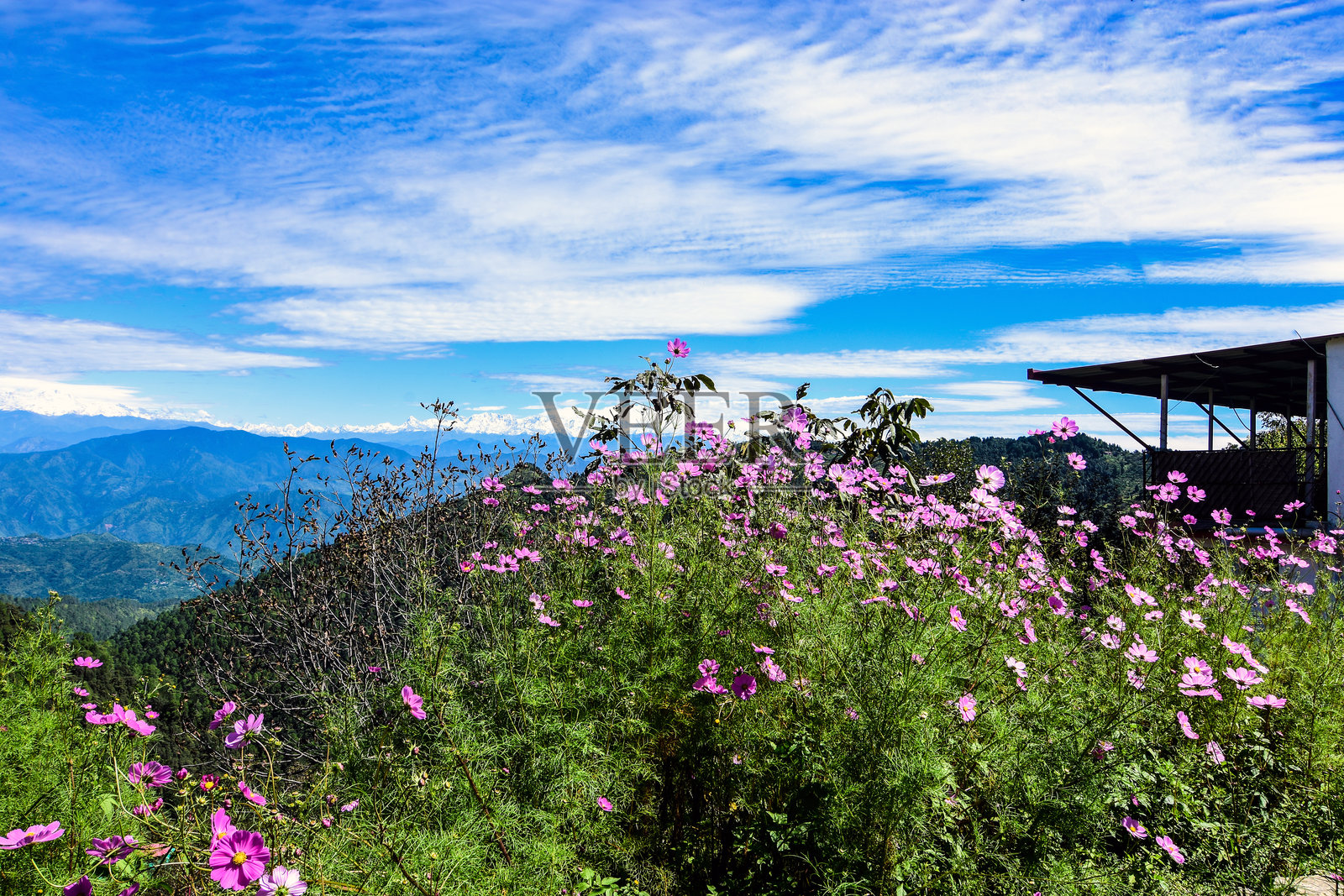 乌塔拉坎德盛开的花朵色彩斑斓的风景。照片摄影图片