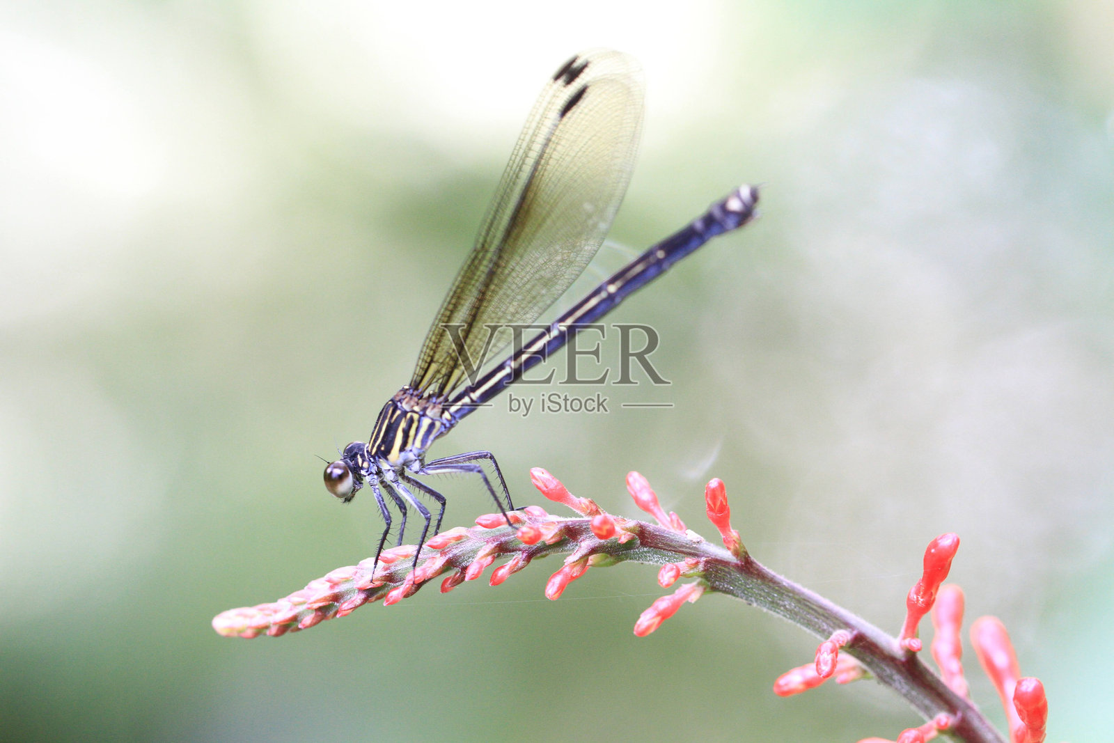 优雅的蜻蜓栖息在鲜艳的红色花蕾上照片摄影图片