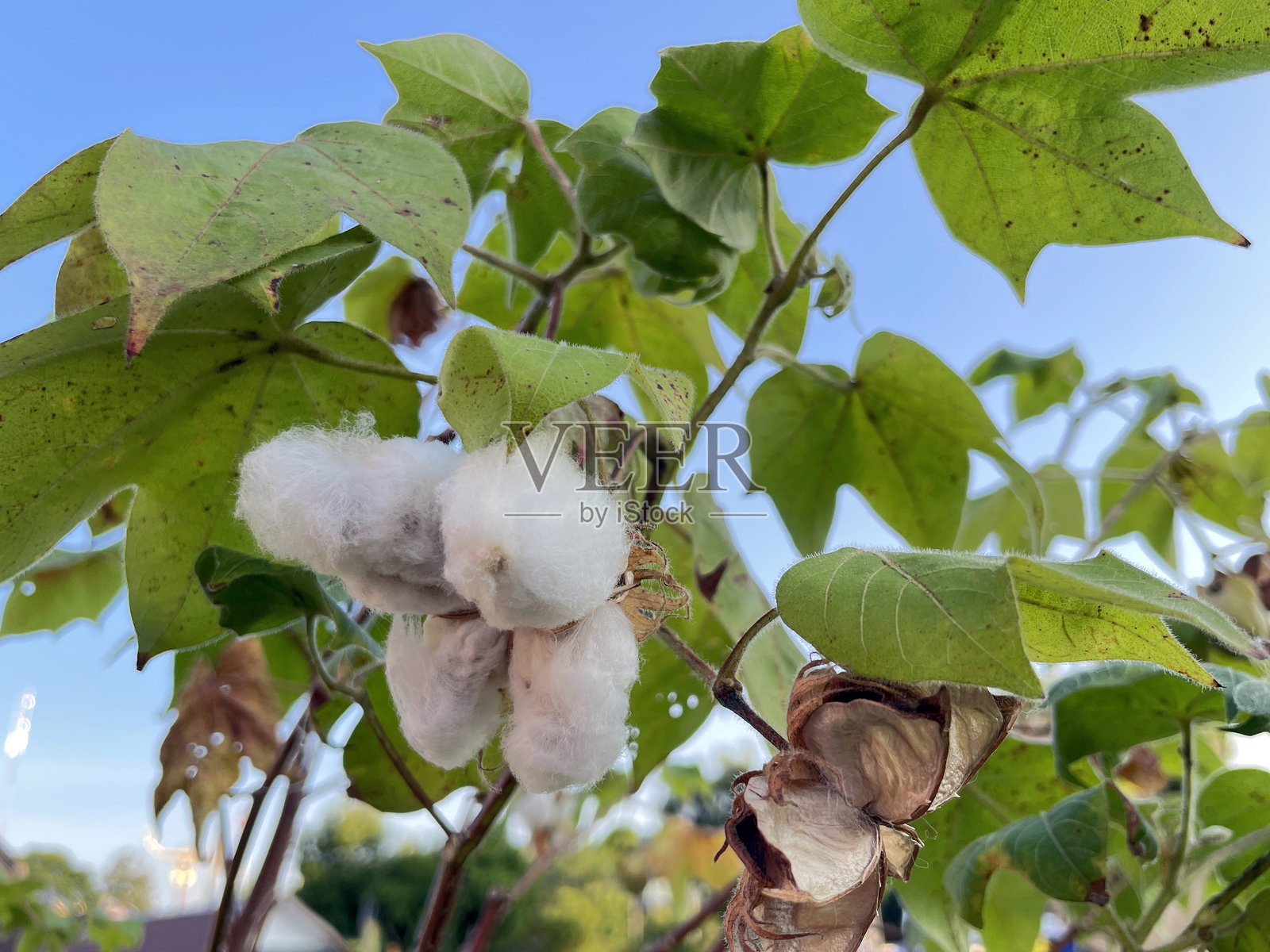 棉花植物是一种生产纤维的灌木。果实呈圆形,尖端较长。种子呈椭圆形,表面有白色绒毛。照片摄影图片