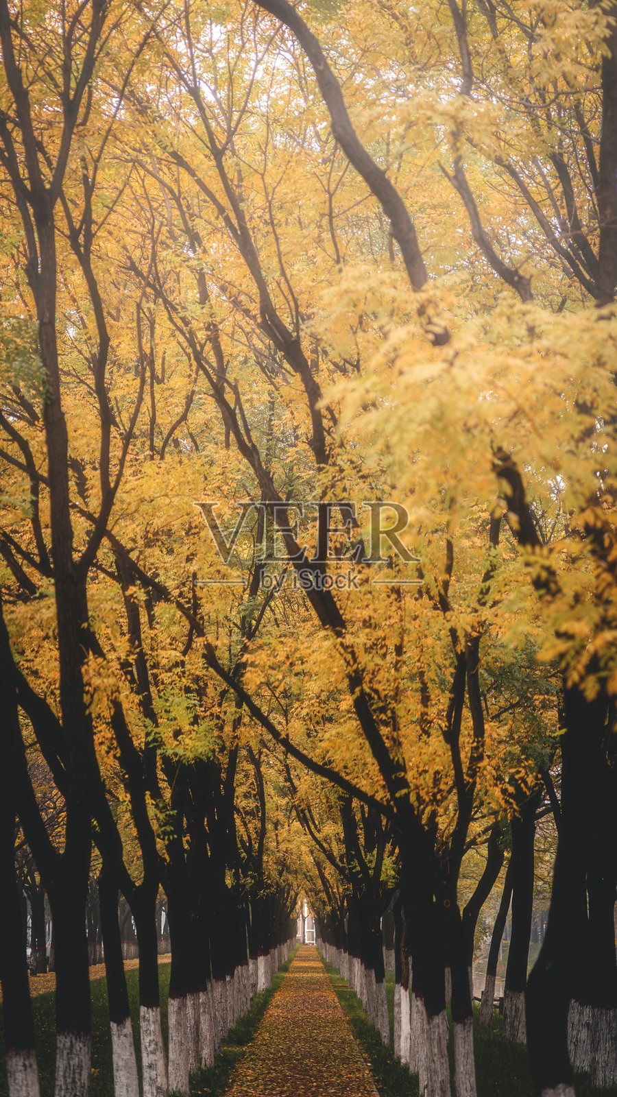 秋天落叶满地的道路照片摄影图片