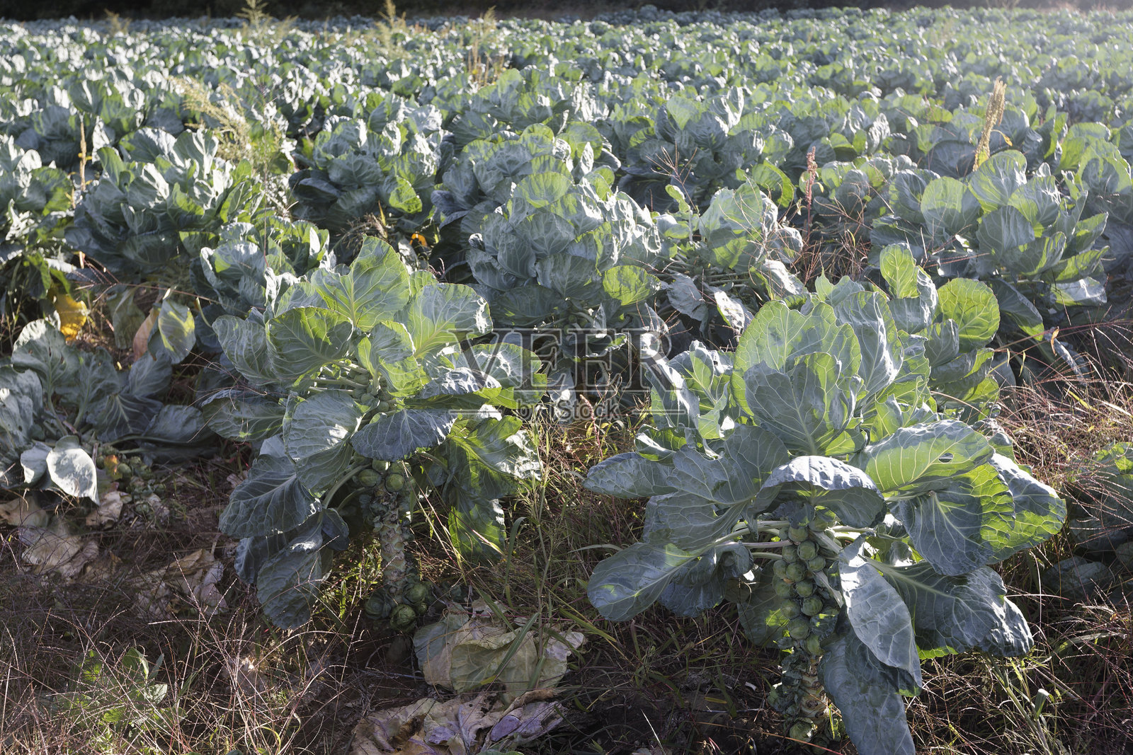 布鲁塞尔芽菜种植照片摄影图片